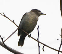 Mangrove Sunbird