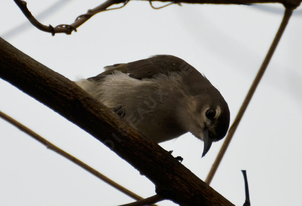 Mangrove Sunbirdadult