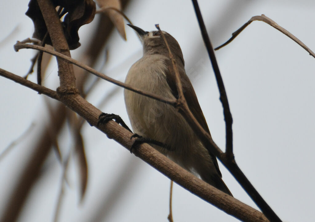 Mangrove Sunbirdadult