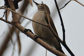 Mangrove Sunbird