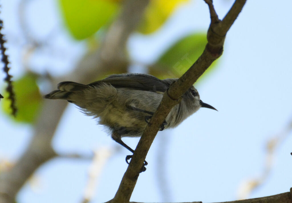 Souimanga brunadulte, identification