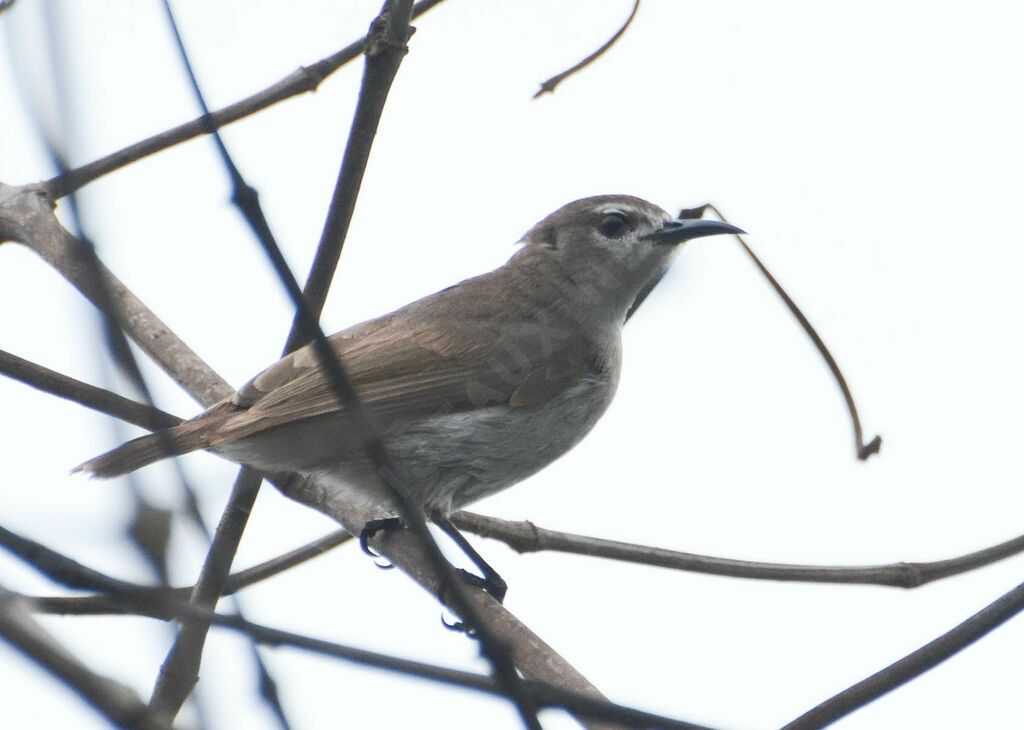 Mangrove Sunbirdadult, identification