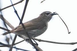 Mangrove Sunbird