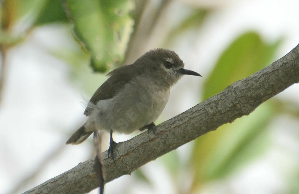 Mangrove Sunbirdadult, identification