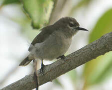 Mangrove Sunbird