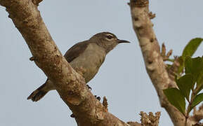 Mangrove Sunbird