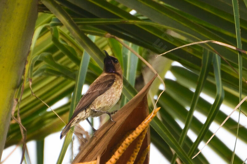 Carmelite Sunbird male adult post breeding
