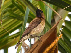 Carmelite Sunbird