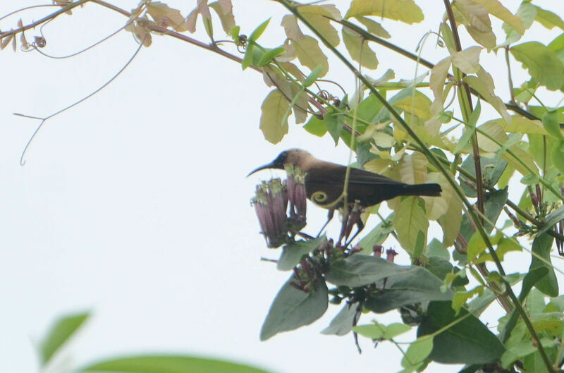 Carmelite Sunbird male adult