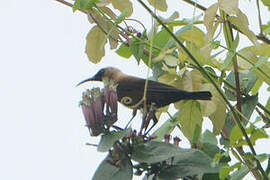 Carmelite Sunbird