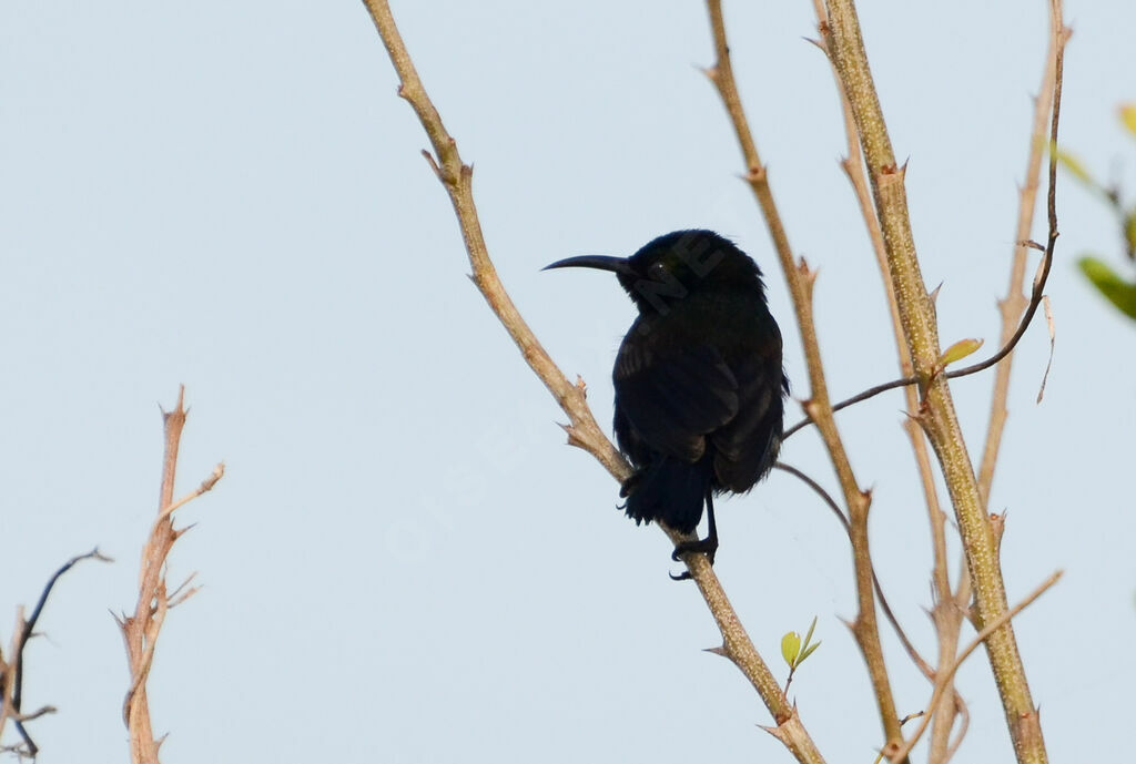 Souimanga cuivréadulte, identification