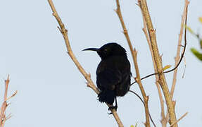 Copper Sunbird