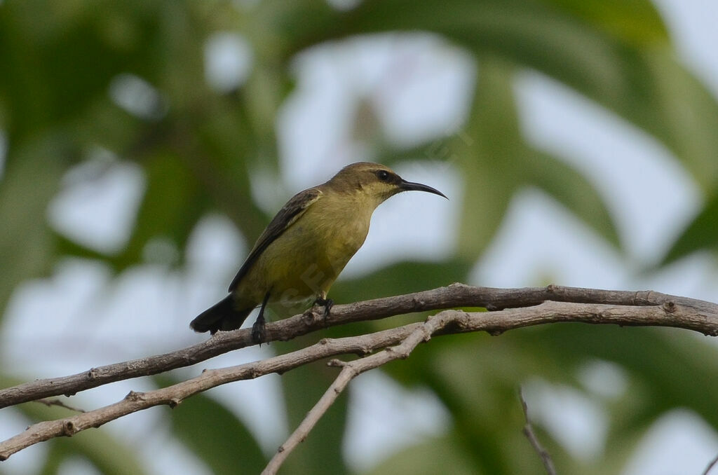 Copper Sunbird female adult, identification