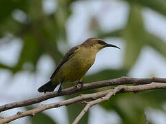 Copper Sunbird