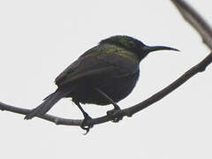 Copper Sunbird