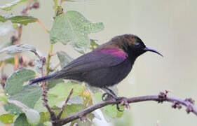 Copper Sunbird