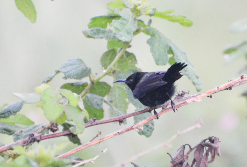 Copper Sunbird