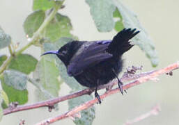 Copper Sunbird