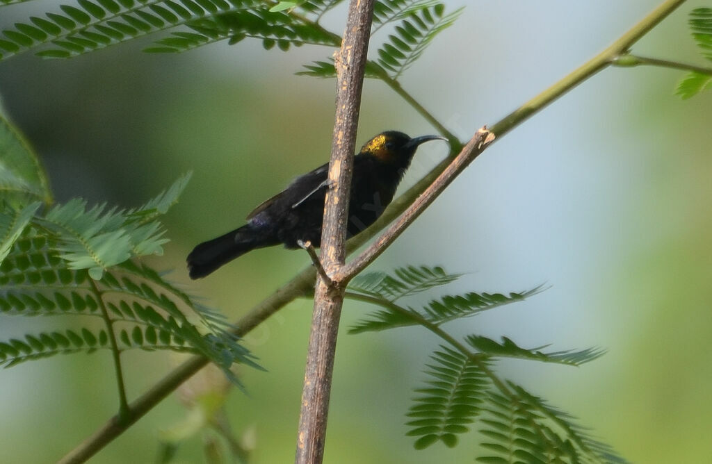 Copper Sunbird male adult, identification