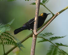 Copper Sunbird