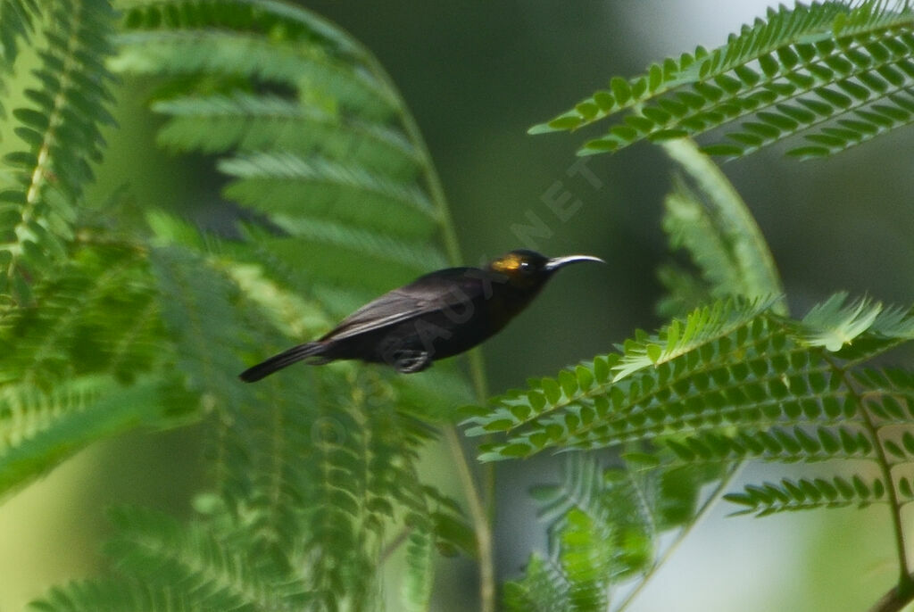 Copper Sunbird male, Flight