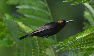 Copper Sunbird