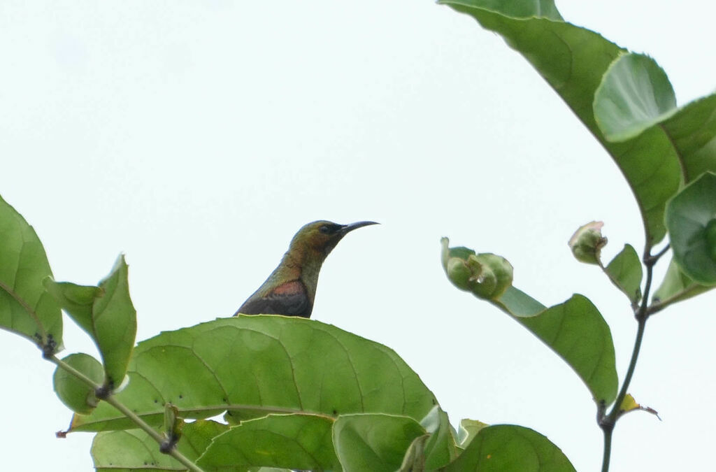 Copper Sunbird male adult