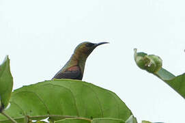 Copper Sunbird