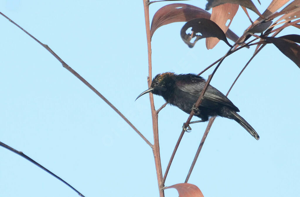 Souimanga cuivré mâle adulte, identification