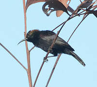 Copper Sunbird