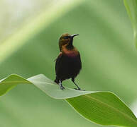 Copper Sunbird