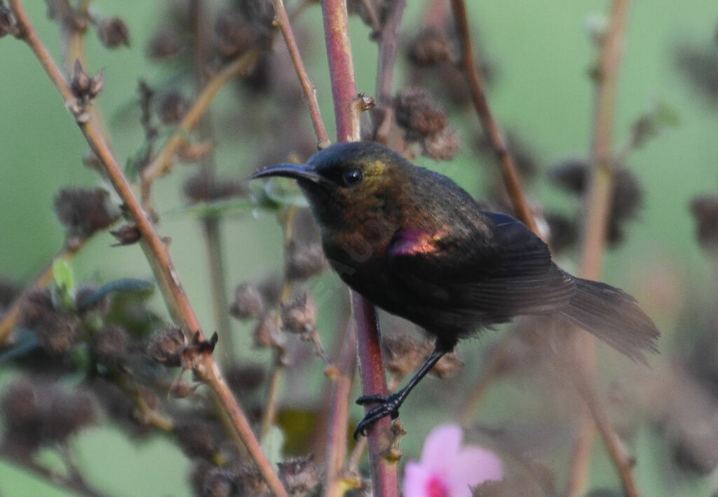 Copper Sunbird male adult, identification