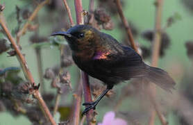 Copper Sunbird