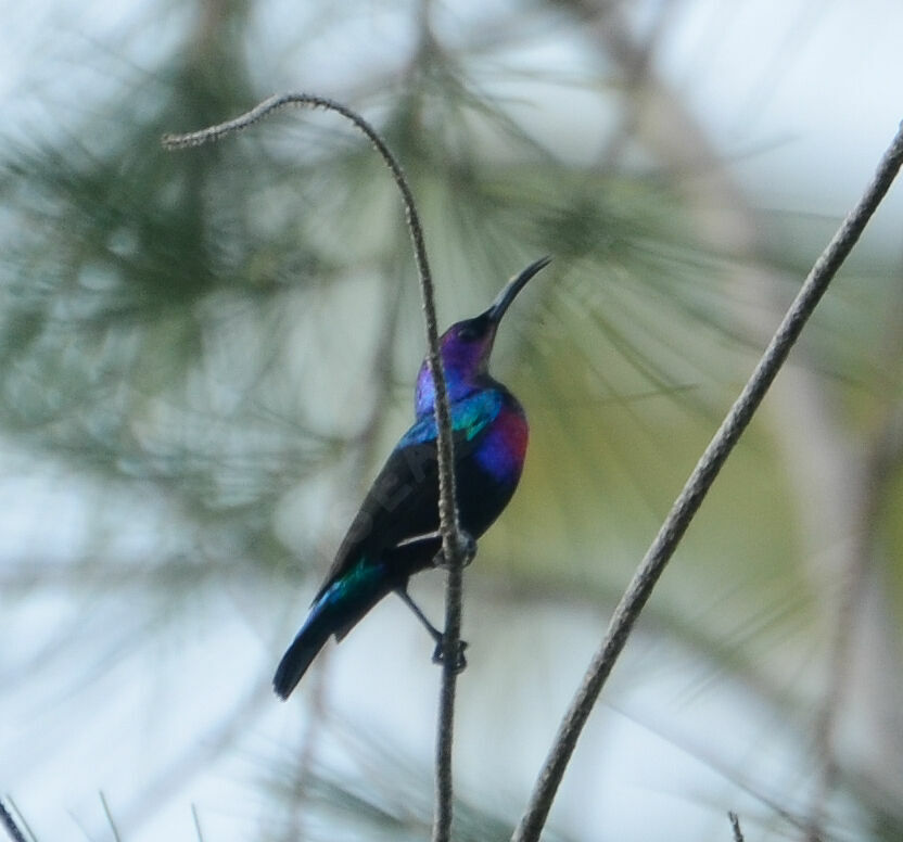 Splendid Sunbird male adult, identification