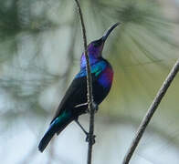 Splendid Sunbird