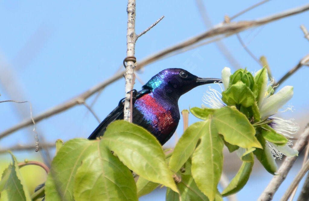 Splendid Sunbird male adult breeding, identification