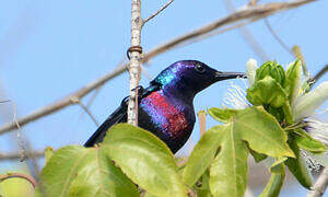 Splendid Sunbird