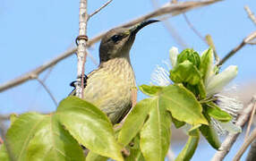 Splendid Sunbird