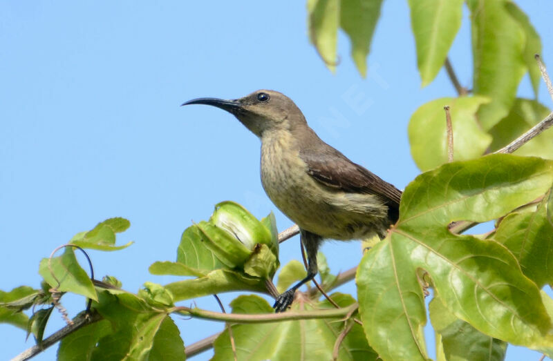 Splendid Sunbird female adult breeding, identification