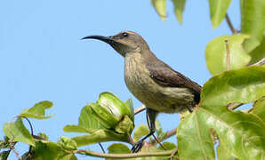 Splendid Sunbird