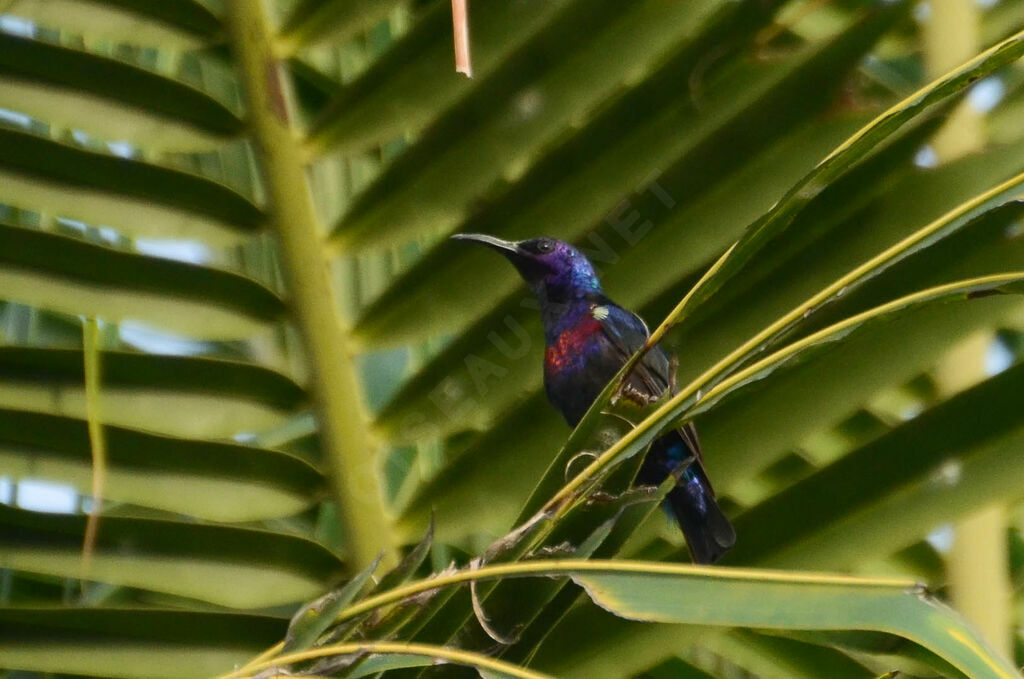 Splendid Sunbird male adult, identification