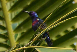 Splendid Sunbird