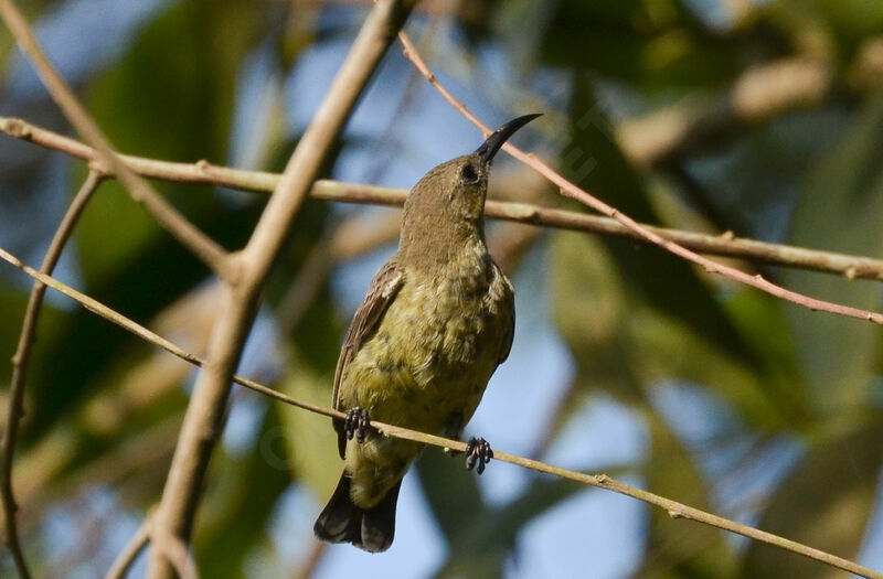 Splendid Sunbird female adult