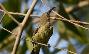 Splendid Sunbird