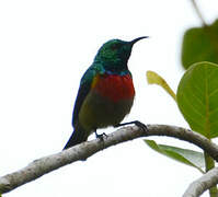 Tiny Sunbird