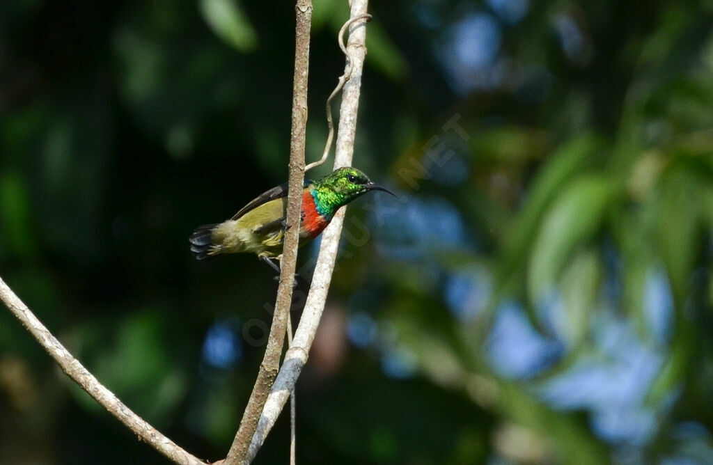 Souimanga minuleadulte, identification