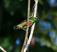 Tiny Sunbird