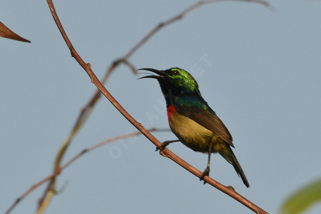 Tiny Sunbird male adult, identification