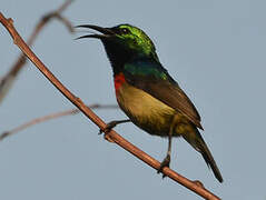 Tiny Sunbird