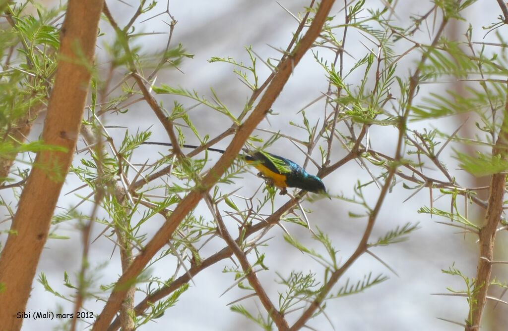 Pygmy Sunbird male adult breeding, identification